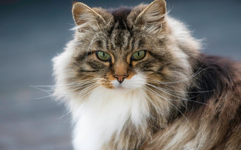 Giới thiệu về Mèo Siberian