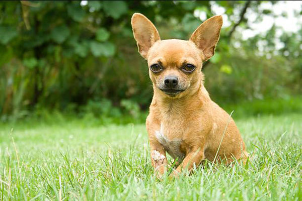 Sở Thích Của Chó Chihuahua: Những Điều Bạn Cần biết