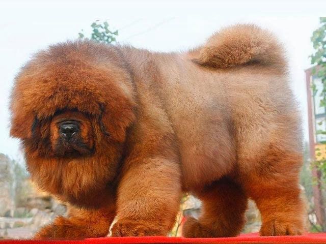 sở thích của chó ngao tây tạng . bạn cần biết ?