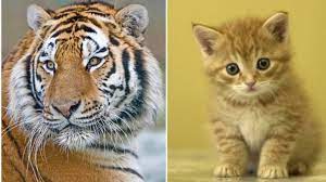 Bạn có biết mỗi quan hệ giữa mèo và hổ ?