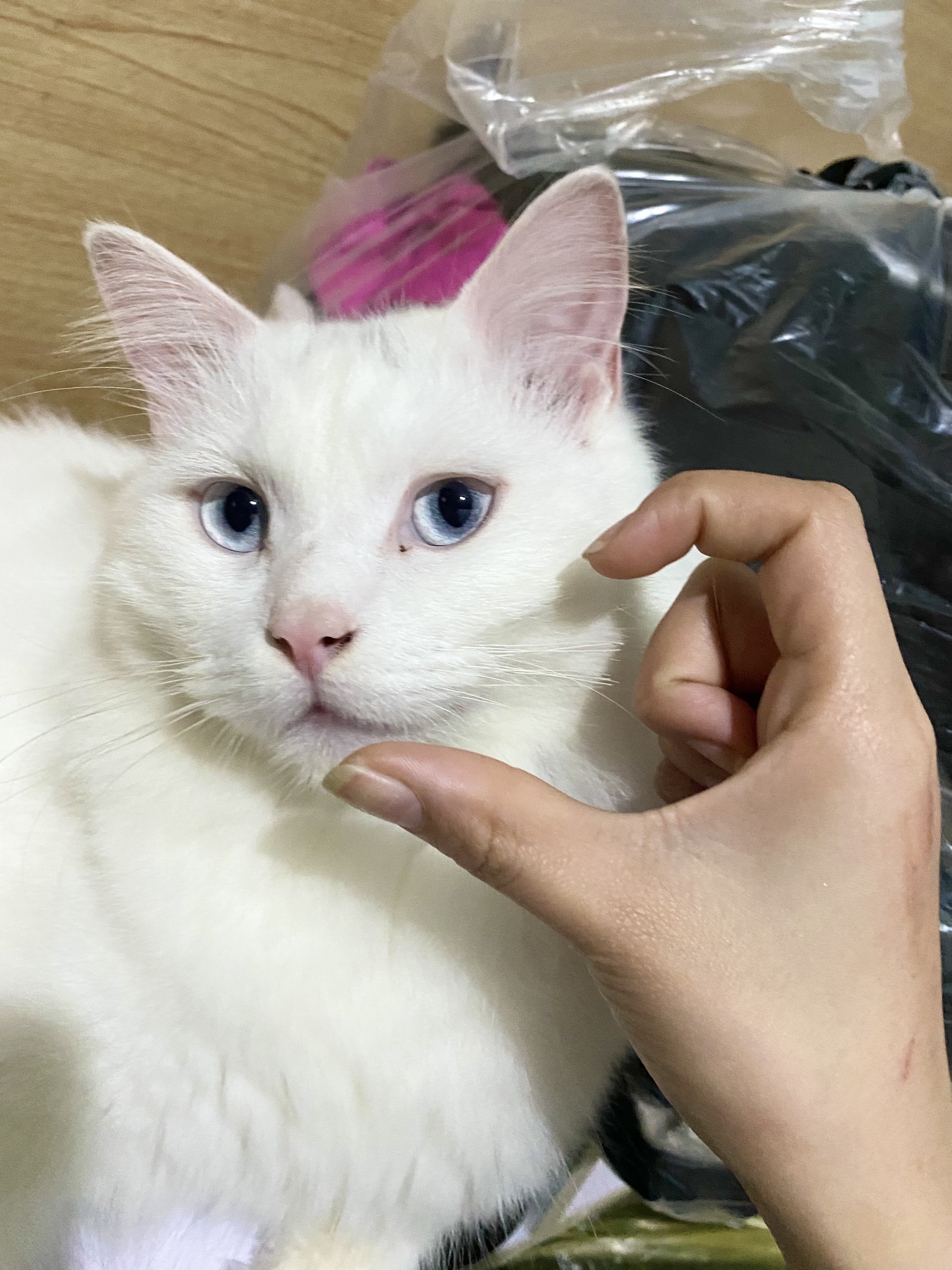 LẦM TƯỞNG KHI CHO THÚ CƯNG ĂN THỨC ĂN NÓNG: SỰ THẬT BẠN CẦN BIẾT LẦM TƯỞNG KHI CHO THÚ CƯNG ĂN THỨC ĂN NÓNG: SỰ THẬT BẠN CẦN BIẾT