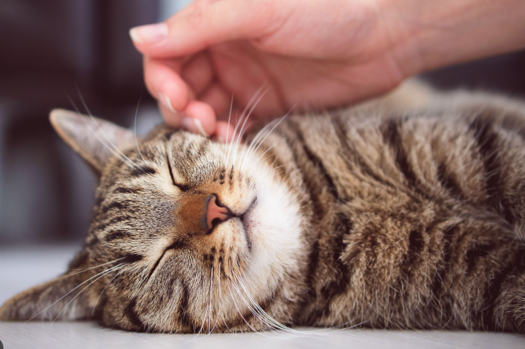 5 vị trí mèo thích được vuốt ve 5 vị trí mèo thích được vuốt ve