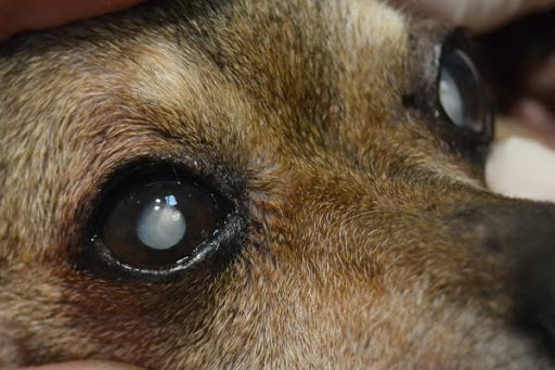 Bệnh mắt đục thủy tinh thể ở chó