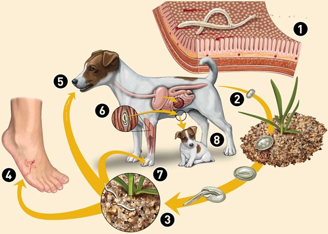 Bệnh giun sán chó mèo: Biểu hiện và điều trị