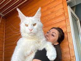 Dấu hiệu tuổi già của những chú mèo ! Dấu hiệu tuổi già của những chú mèo !