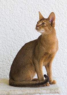 Đặc Điểm Tính Cách Của Mèo Abyssinian