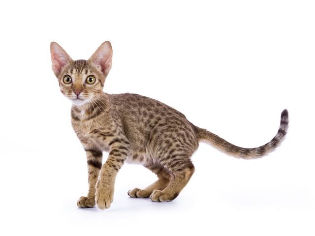 Tìm Hiểu Về Đặc Điểm Tính Cách Của Mèo Ocicat