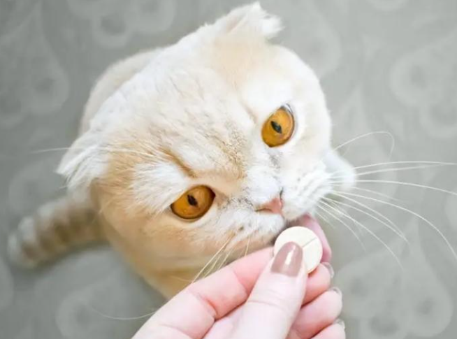 Cho mèo uống thuốc đúng cách và hiệu quả