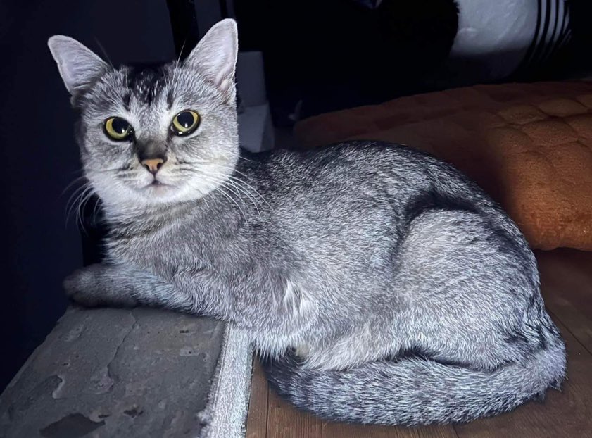 Tại sao mèo lại  Tại sao mèo lại