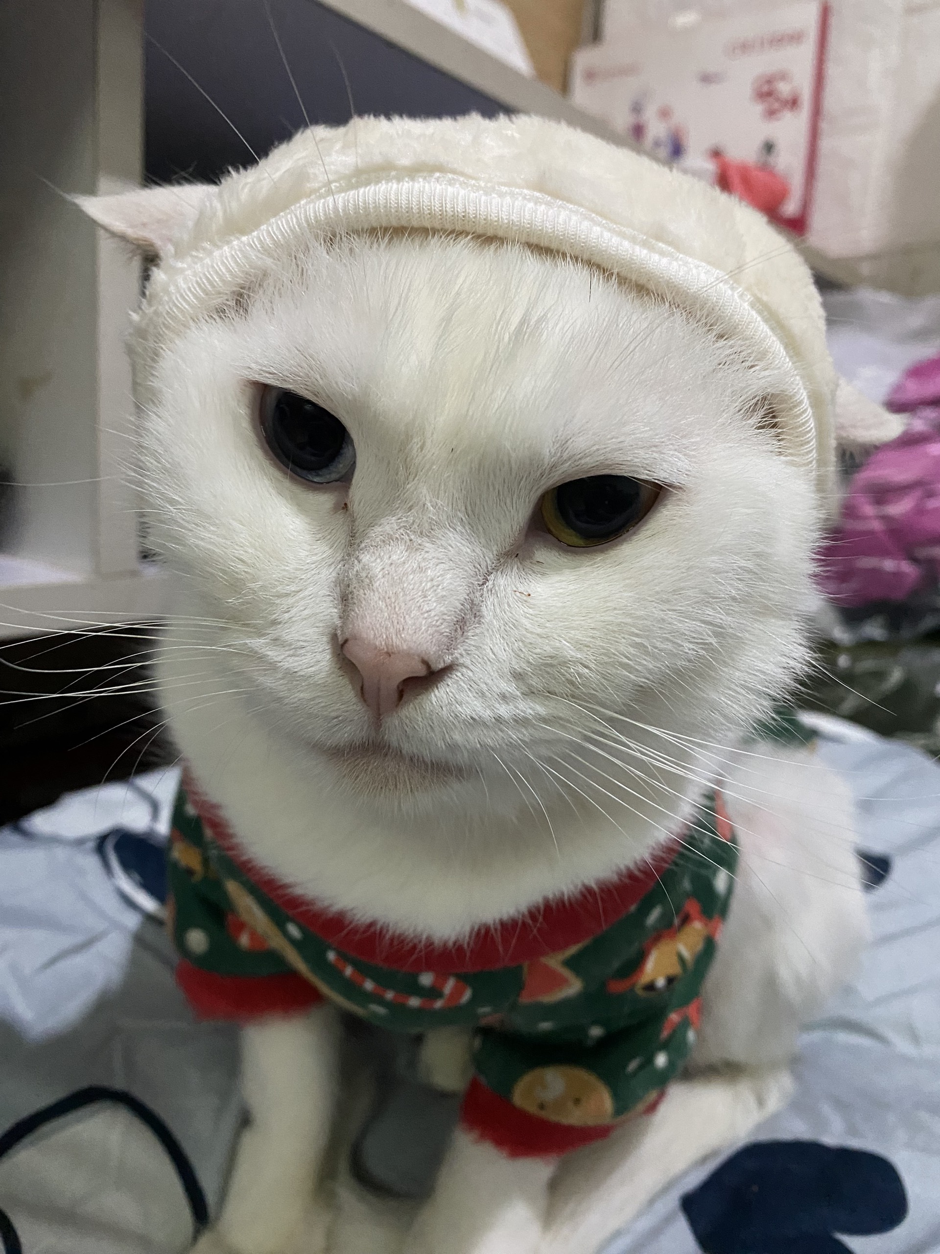 Bắt đầu Nuôi Mèo: Hướng Dẫn Đơn Giản cho Người Mới Bắt đầu Nuôi Mèo: Hướng Dẫn Đơn Giản cho Người Mới