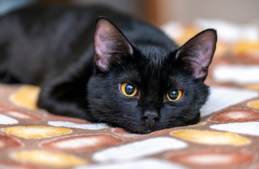 Bí Ẩn Mèo Đen: 7 Sự Thật Thú Vị Mà Bạn Có Thể Chưa Biết
