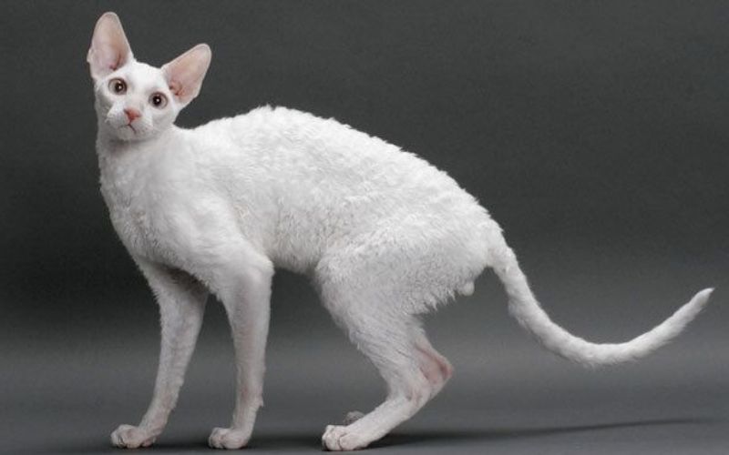 Khám Phá Đặc Điểm Tính Cách Đặc Biệt Của Mèo Cornish Rex