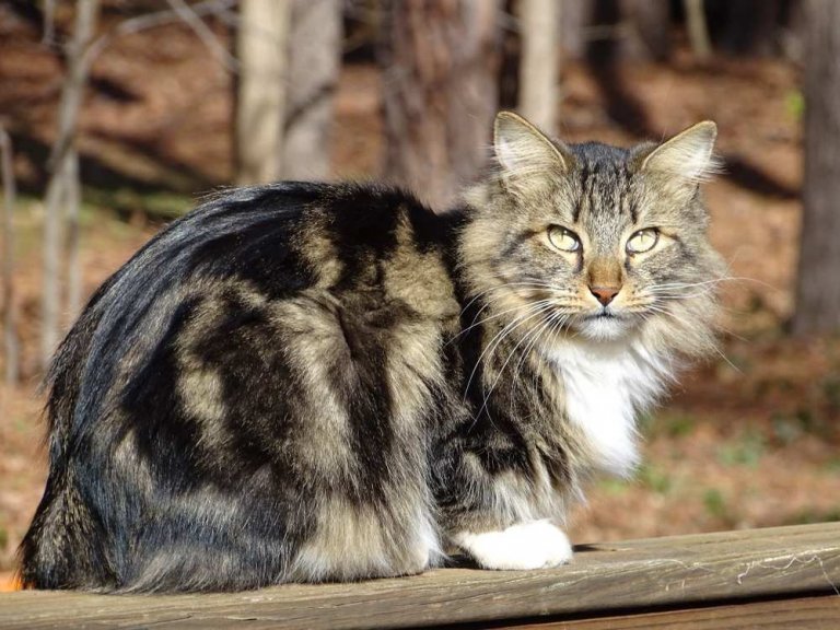 Đặc Điểm Tính Cách của Mèo American Bobtail