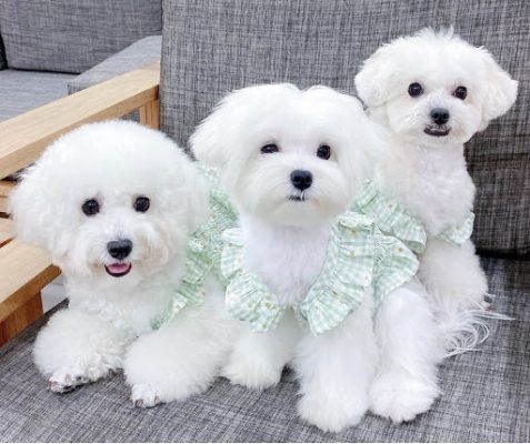 Niềm vui khi nuôi chó mèo