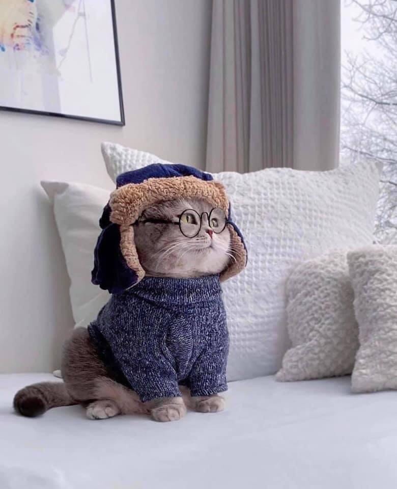 Cách nhận biết các vấn đề đường tiêu hóa của MEOW qua hình dáng .... shit