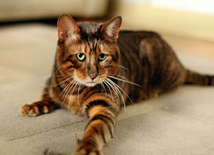 Đặc Điểm Tính Cách Của Mèo Toyger: Một Người Bạn Lý Tưởng