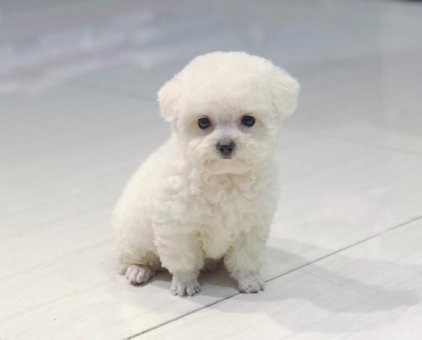 Mẹo chăm sóc Lông Poodle trắng kem – Đẹp xuất sắc!