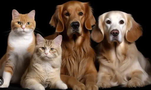 Mèo có thể ăn đồ ăn của chó không ?