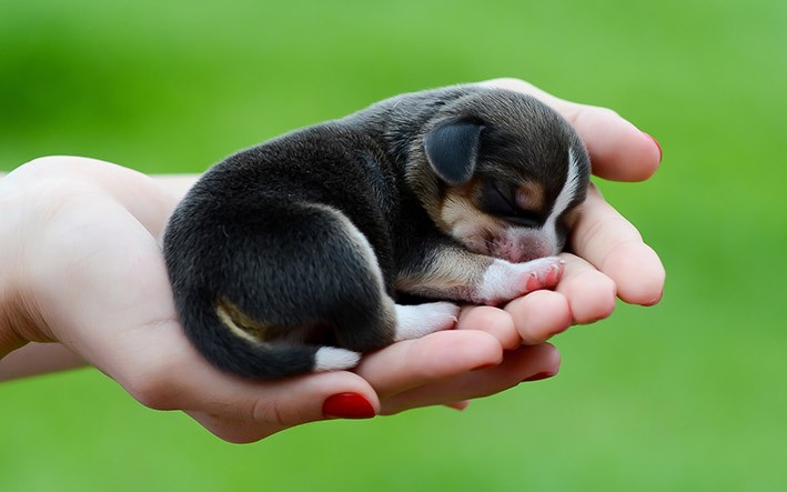 Cách chăm sóc chó con 1 tháng tuổi và những lưu ý khi chăm sóc chó con.