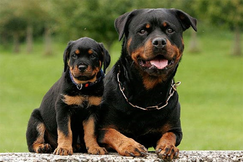 Khám phá thế giới của chú chó Rottweiler: Đặc điểm và Tính cách