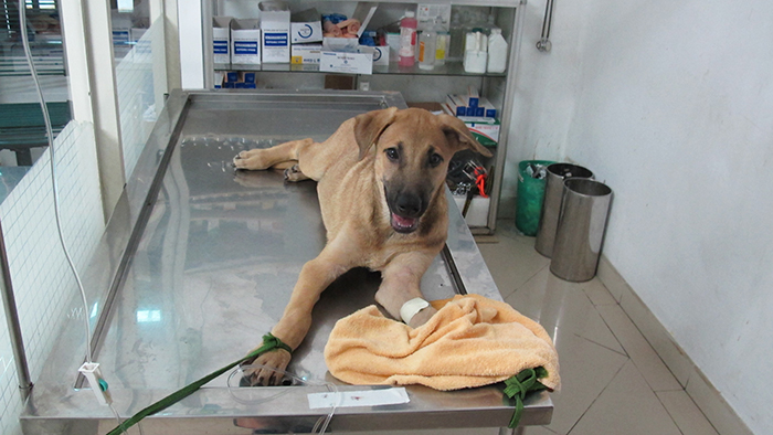 Bệnh Parvo và Care ở chó Bệnh Parvo và Care ở chó