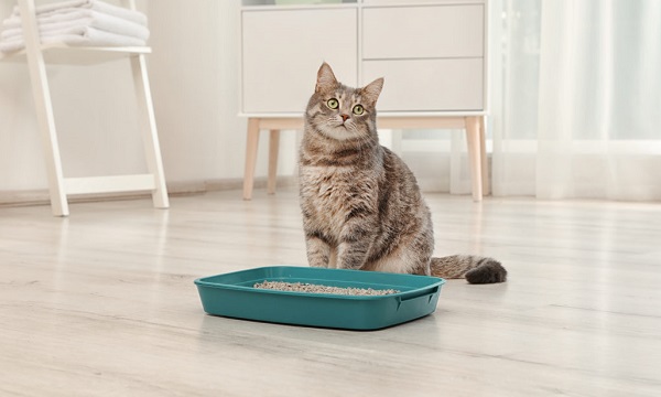 giải pháp khi mèo bị tiêu chảy sau khi thay đổi thức ăn
