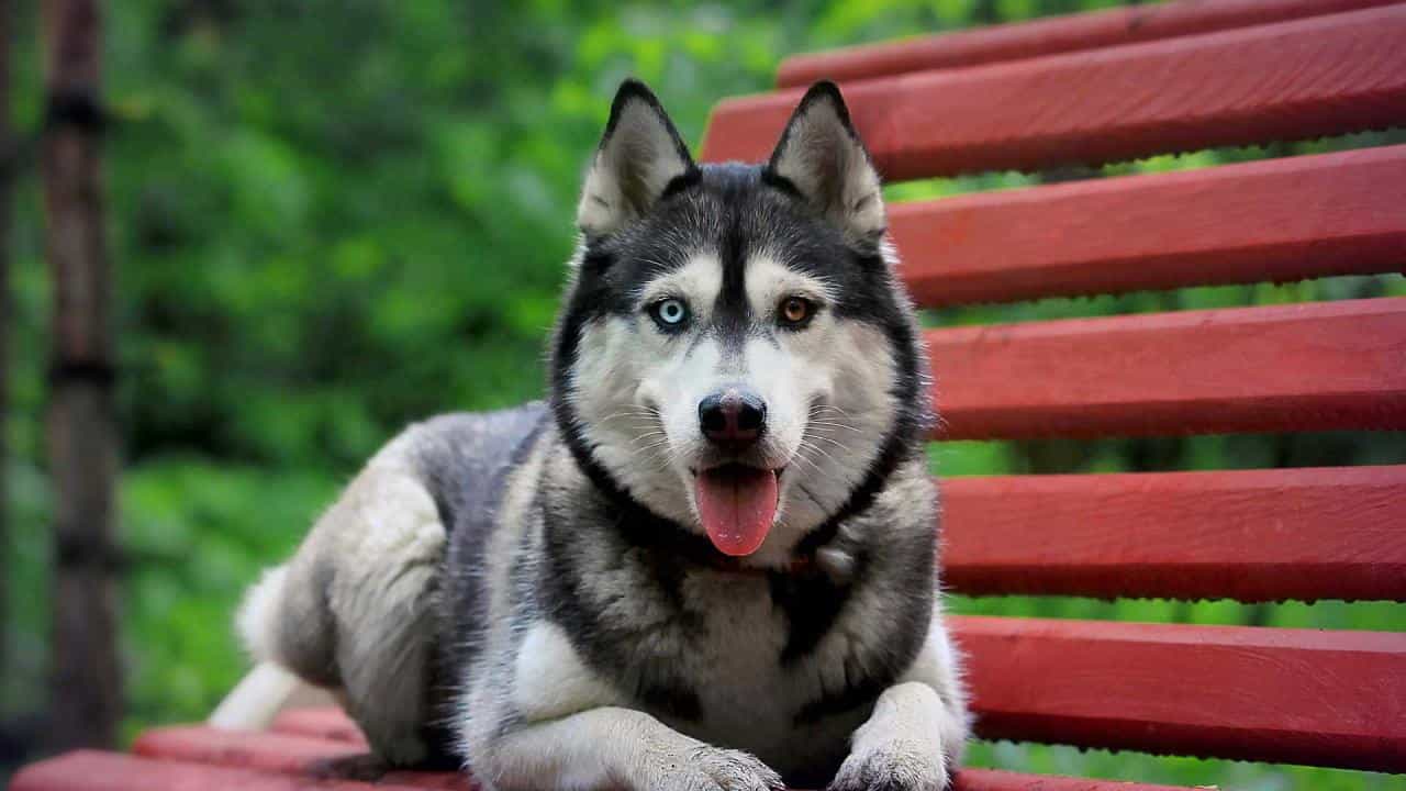 cách phòng bệnh parvo ở chó