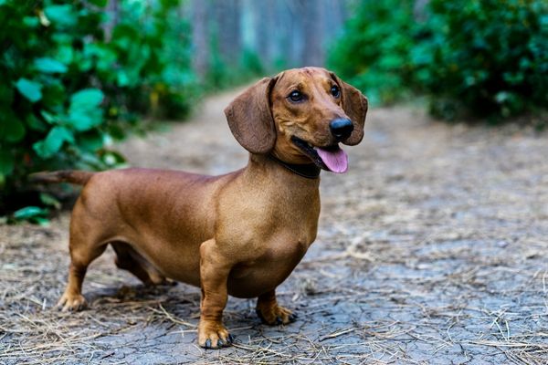 Tìm Hiểu Về Đặc Điểm Tính Cách Của Chó Dachshund