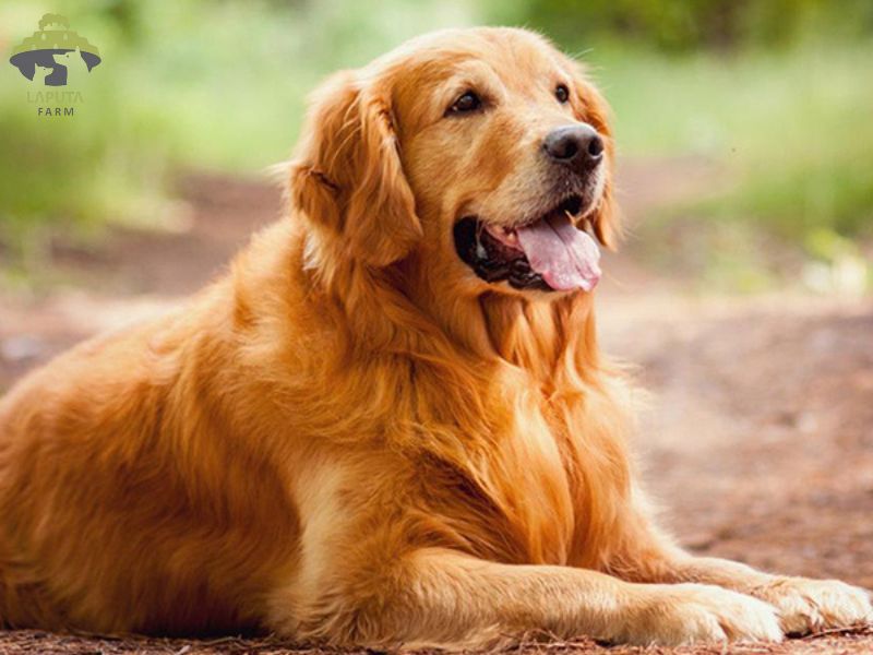 Golden Retriever: Người Bạn Trung Thành và Thân Thiện Golden Retriever: Người Bạn Trung Thành và Thân Thiện