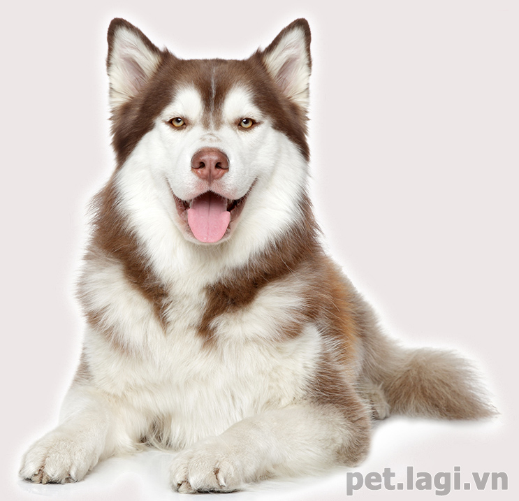 Những đặc tính riêng biệt của chó husky Những đặc tính riêng biệt của chó husky