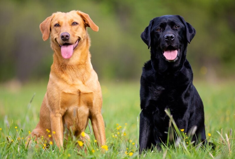 Chó tha mồi Labrador: Người bạn trung thành và đa năng
