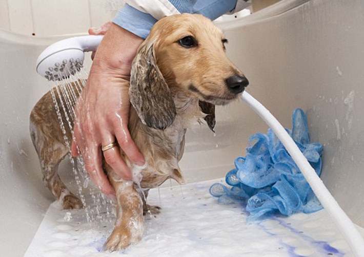 Chó mẹ đẻ bao lâu thì tắm được? 6 lưu ý cơ bản khi tắm cho chó