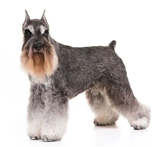 Những điểm thú vị về những chú chó  Schnauzer