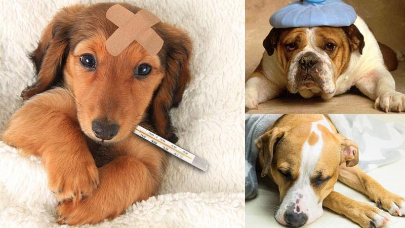 Tất tần tật những gì bạn nên biết và căn bệnh sốt ở loài chó