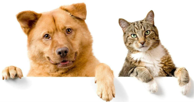 Bảo Vệ Và Quản Lý Chó Mèo Trong Xã Hội Hiện Đại