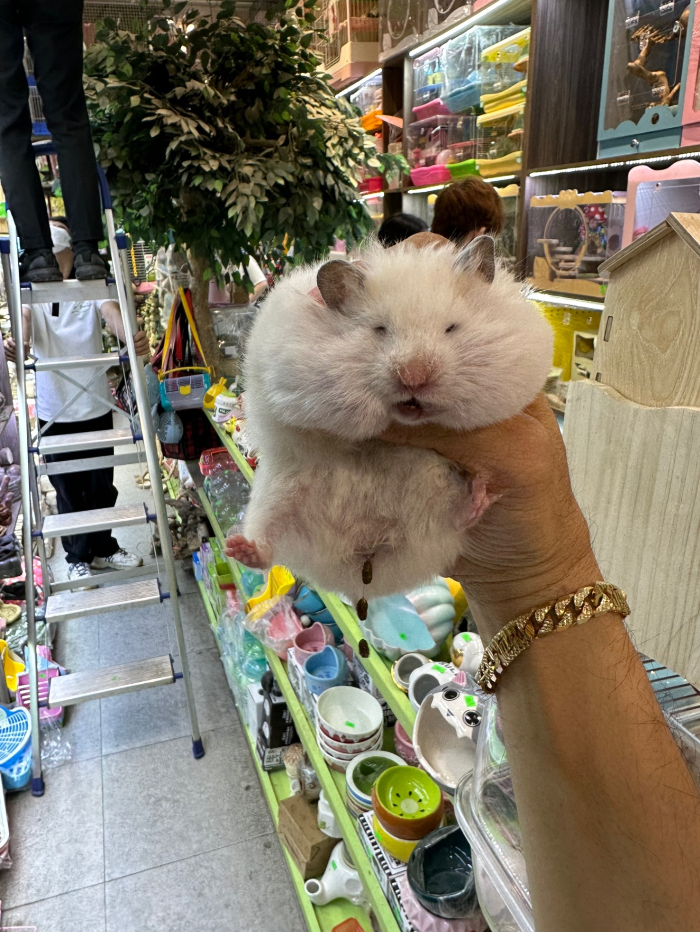 Hướng Dẫn Chăm Sóc Chuột Hamster Cho Người Mới Bắt Đầu