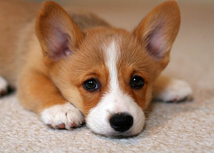 nên bổ sung loại canxi nào cho chó mèo nên bổ sung loại canxi nào cho chó mèo