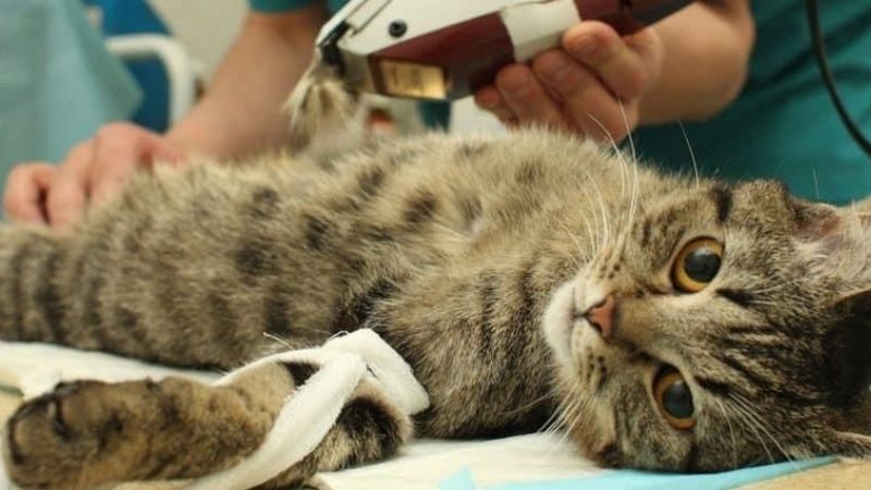 Chúng Ta Có Nên Triệt Sản Cho Mèo Đực Hay Không? Chúng Ta Có Nên Triệt Sản Cho Mèo Đực Hay Không?