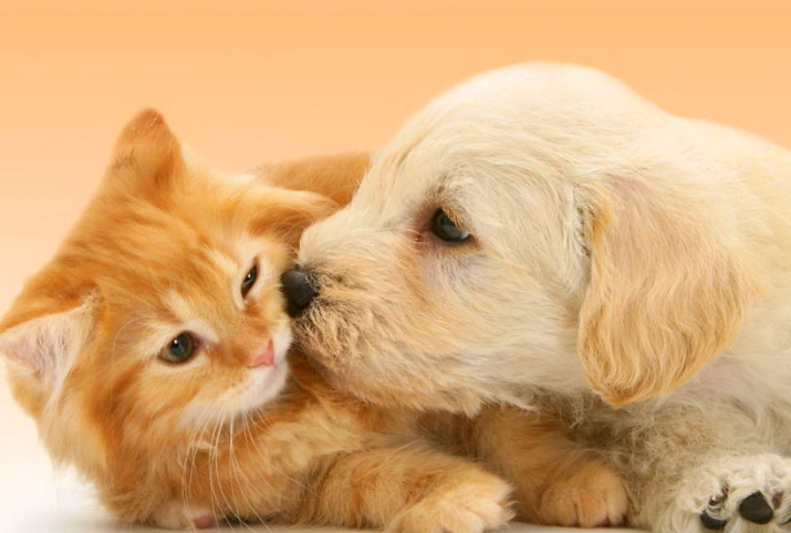 Những điều thú vị về chó mèo