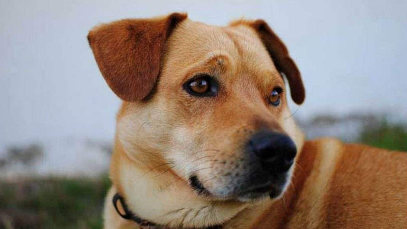 Chó bỏ nhà đi có về không? Chó bỏ nhà đi có về không?