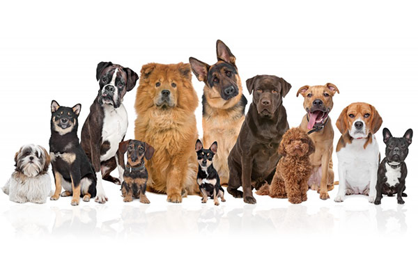 Các giống chó khác nhau Các giống chó khác nhau