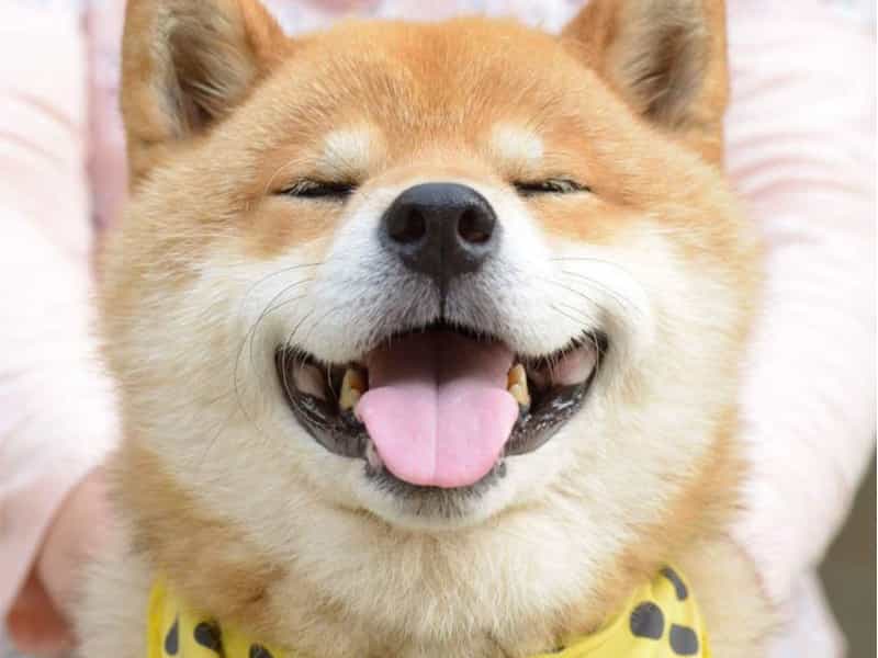 Đặc Điểm Tính Cách Của Chó Shiba Inu: Sự Pha Trộn Hoàn Hảo Giữa Độc Lập Và Trung Thành