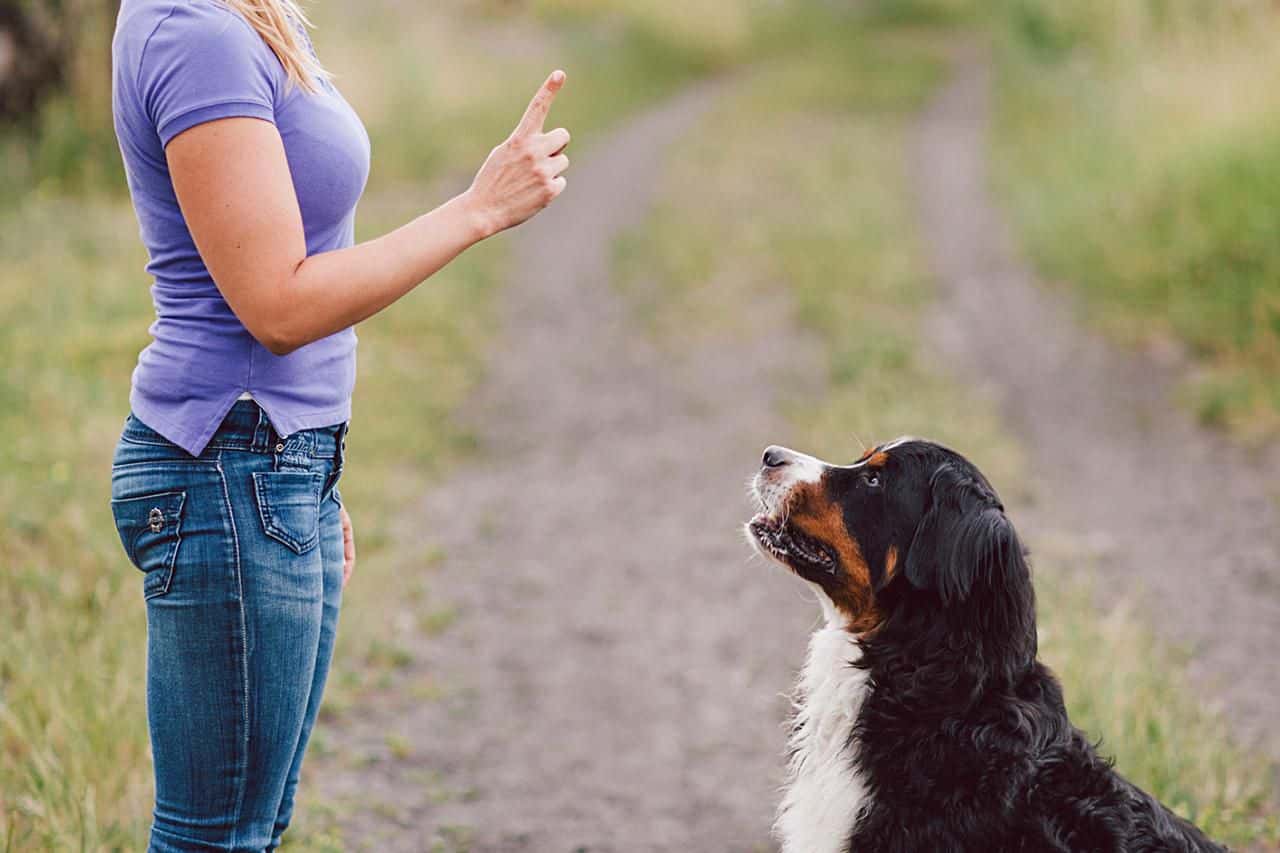 làm thế nào để thú cưng hiểu những gì ta nói ?