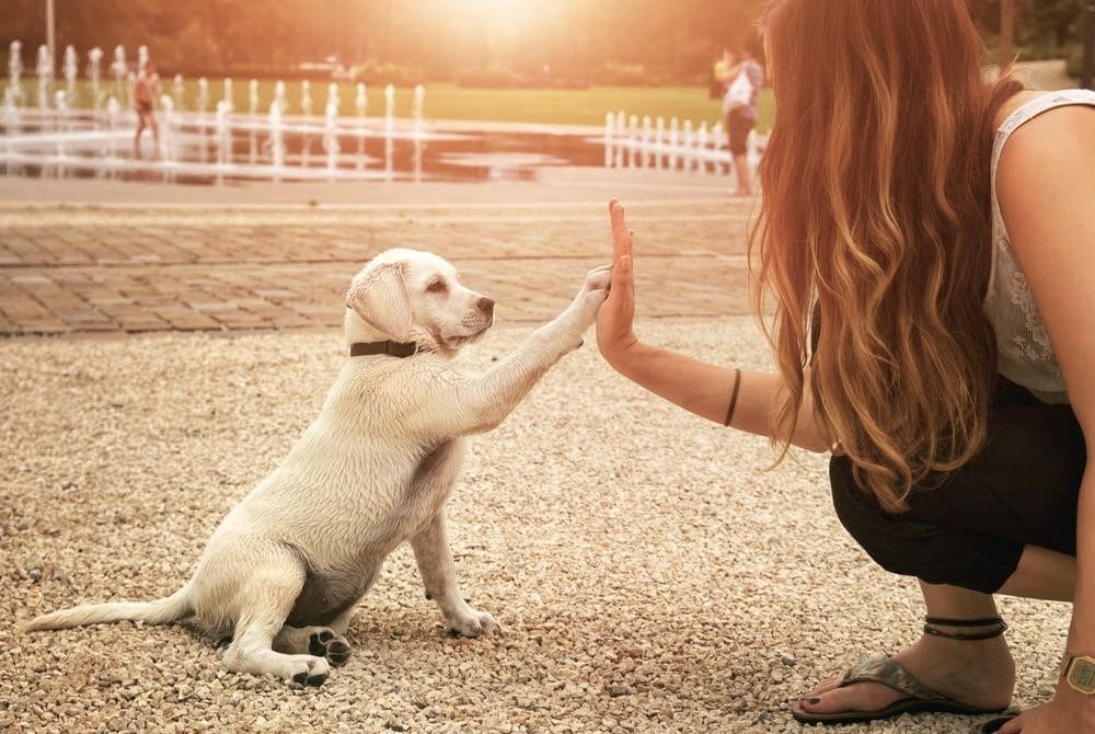 Vì sao không nên đánh vào miệng của chó, mèo?