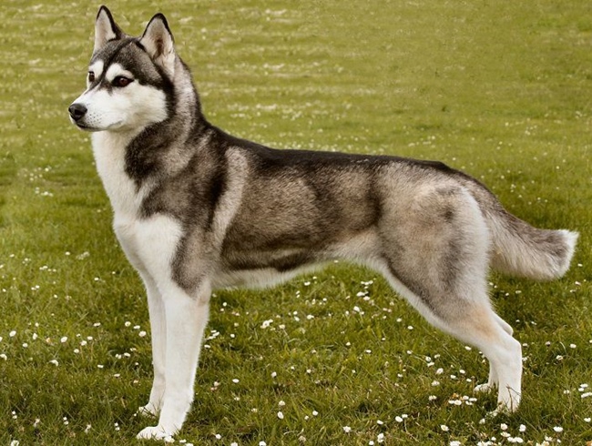 Đặc Điểm Tính Cách của Chó Husky Sibir