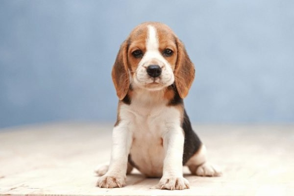Đặc điểm Tính Cách Của Chó Săn Thỏ (Beagle)
