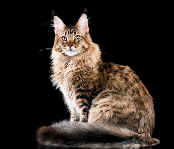 Đặc Điểm Tính Cách Của Mèo Maine Coon