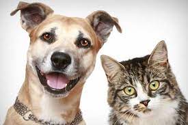 Cuộc Sống Hằng Ngày Bên Chó và Mèo Cuộc Sống Hằng Ngày Bên Chó và Mèo