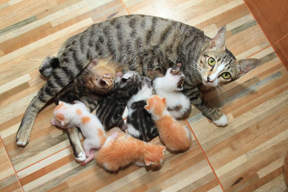 Cách chăm sóc mèo mẹ mất sữa sau sinh