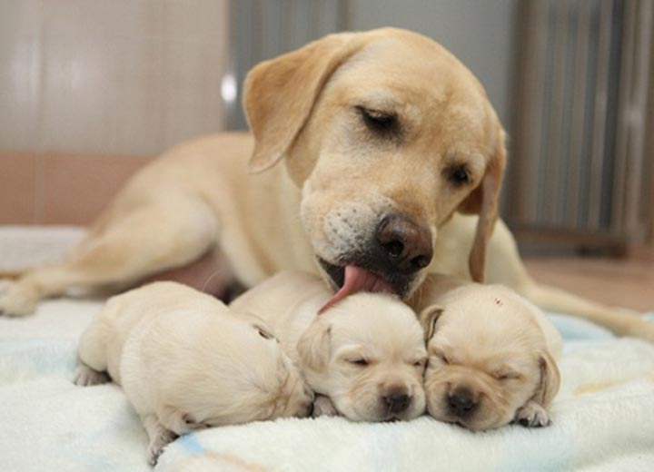 Kinh nghiệm và cách chăm sóc chó con đang bú sữa mẹ
